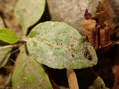Podosphaera plantaginis