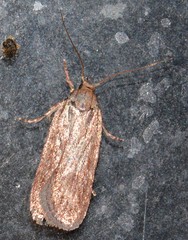 Depressaria daucella