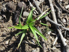 Juncus scabriusculus
