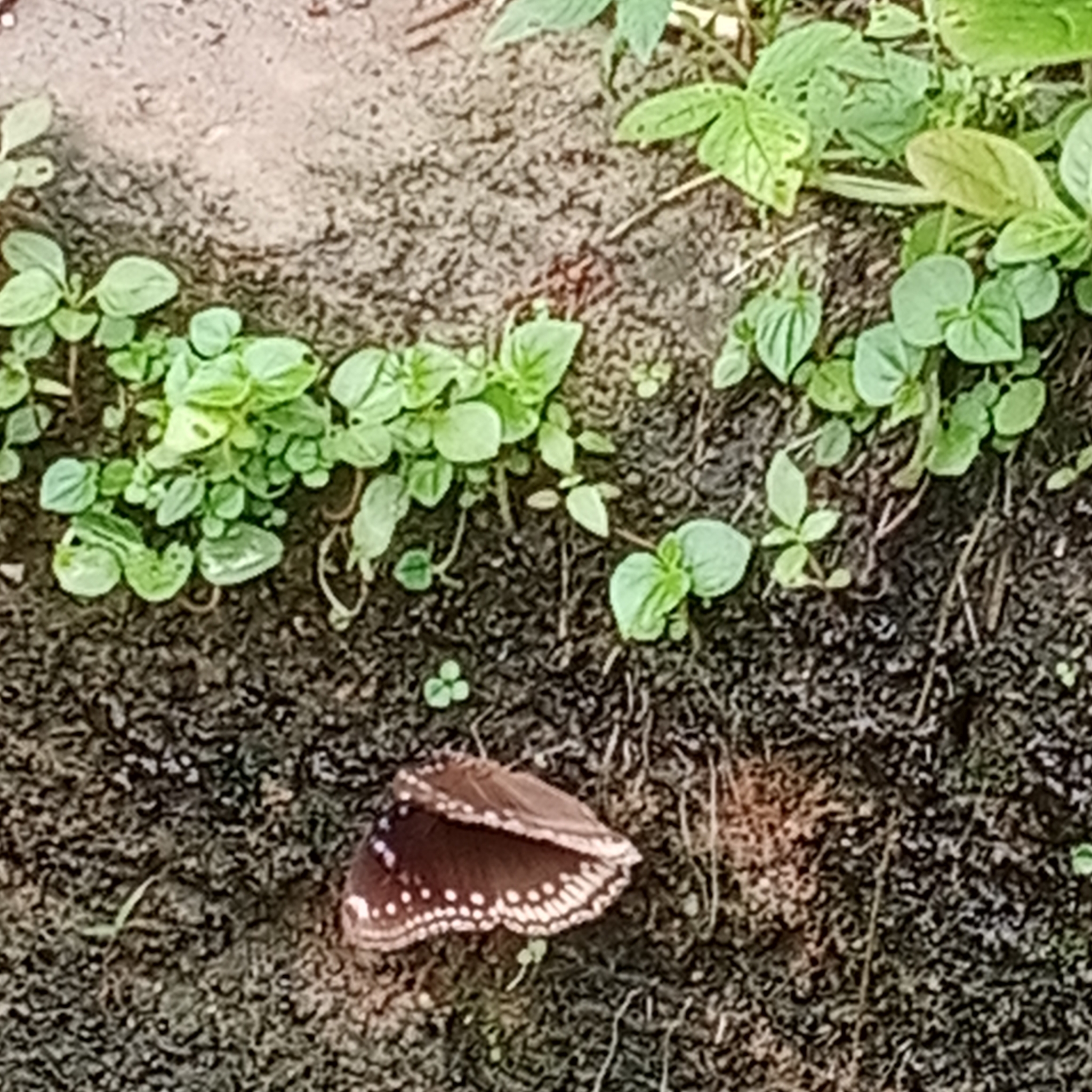 Great Eggfly