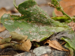 Podosphaera plantaginis
