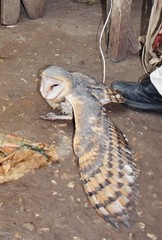 Tyto alba poensis
