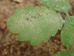 Erysiphe macleayae