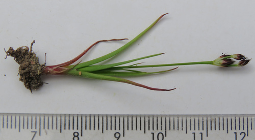 Rough Annual Rush (Juncus scabriusculus)