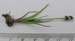 Juncus scabriusculus