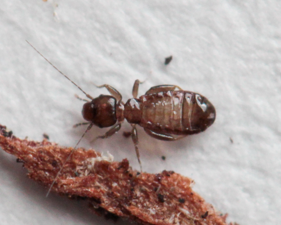 Liposcelis silvarum