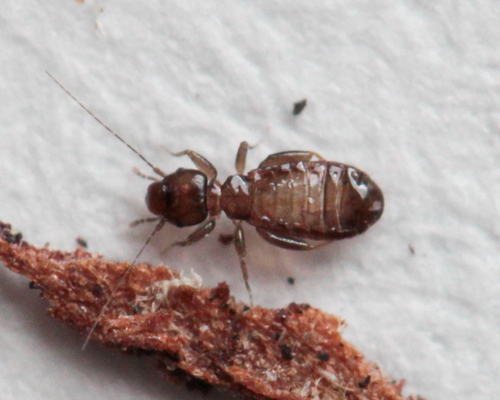 Liposcelis silvarum