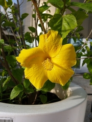 Hibiscus rosa-sinensis