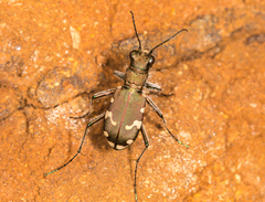 Cicindela sylvicola