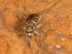Cicindela sylvicola