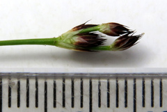 Juncus scabriusculus