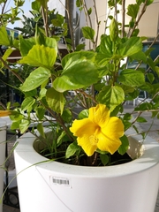 Hibiscus rosa-sinensis