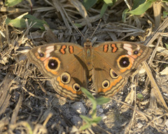 Junonia neildi varia