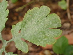 Erysiphe macleayae