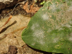 Podosphaera plantaginis