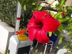 Hibiscus rosa-sinensis