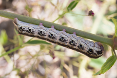 Proserpinus terlooii