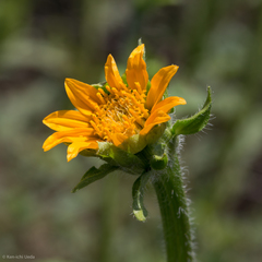 Tithonia thurberi