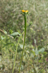 Tithonia thurberi