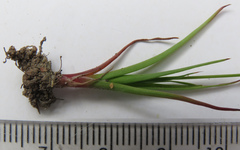 Juncus scabriusculus
