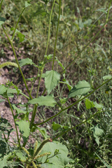 Tithonia thurberi