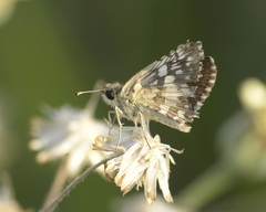 Burnsius adepta