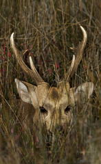 Axis porcinus