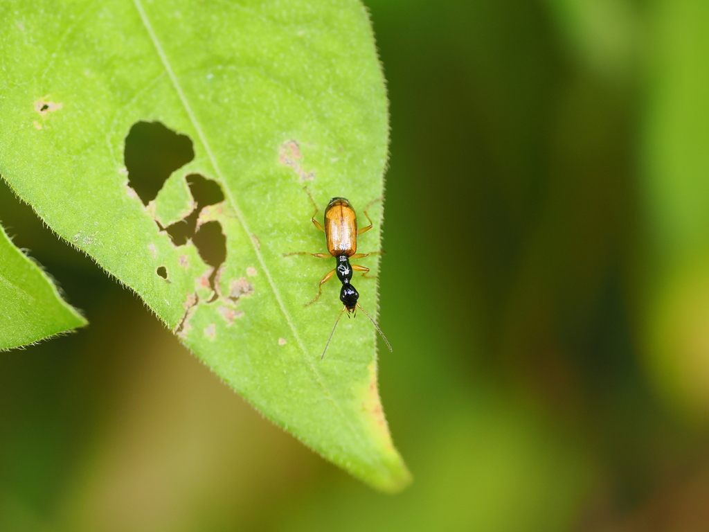 Heliocasnonia