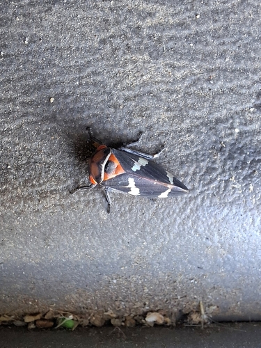Eurymeloides pulchra