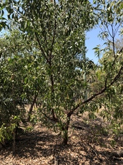Acacia crassicarpa