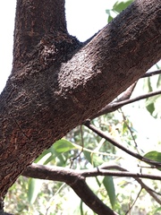 Acacia crassicarpa