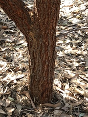Acacia crassicarpa
