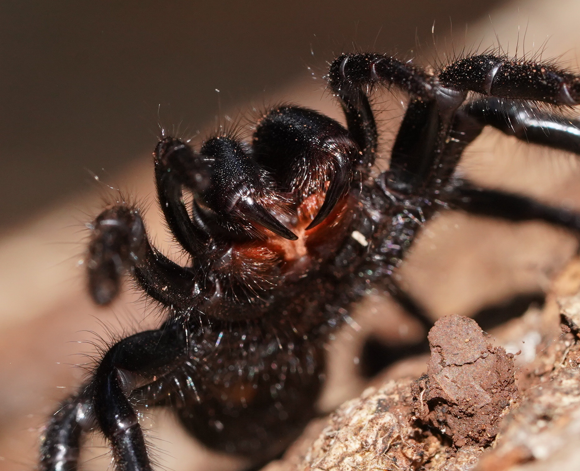 Australian funnel-web spider - Wikipedia