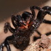 Australian Funnel-web Spiders - Photo (c) Reiner Richter, some rights reserved (CC BY-NC-SA), uploaded by Reiner Richter