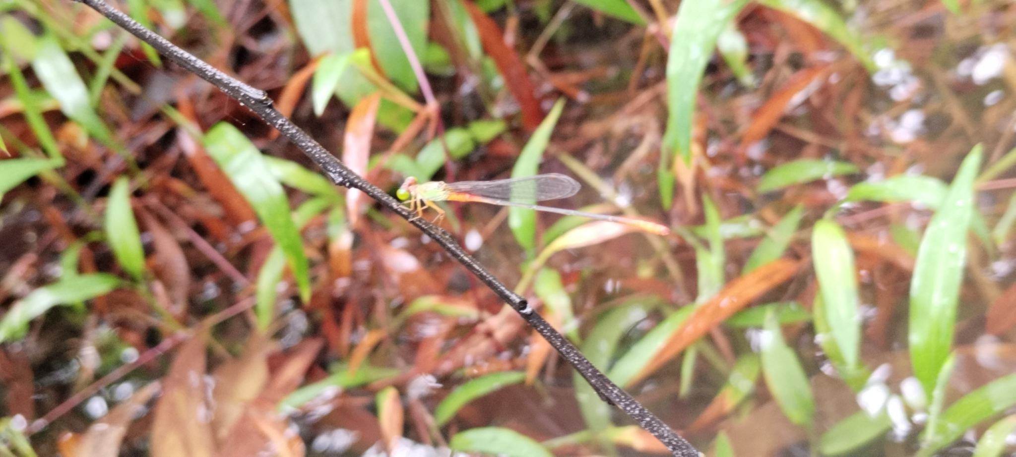 Orange-Tailed Marsh Dart