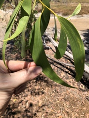 Acacia crassicarpa