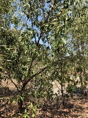 Acacia crassicarpa