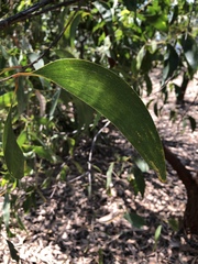 Acacia crassicarpa
