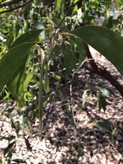 Acacia crassicarpa