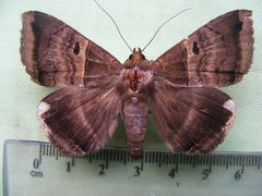 Achaea mormoides