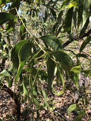 Acacia crassicarpa