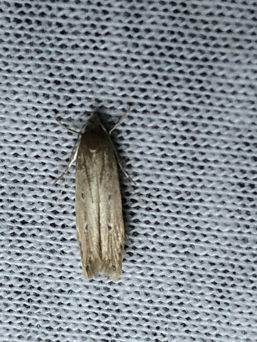 Shy Cosmet Moth photo 6