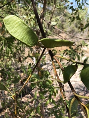 Acacia crassicarpa