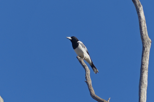 Pied Butcherbird