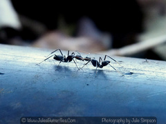 Iridomyrmex suchieri