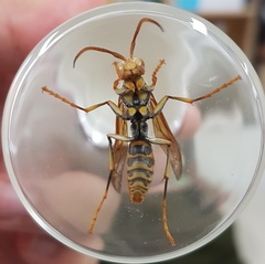 Polistes