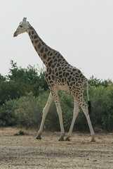 Giraffa camelopardalis peralta