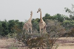 Giraffa camelopardalis peralta