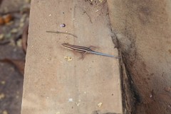 Trachylepis quinquetaeniata