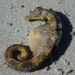 Observation photo